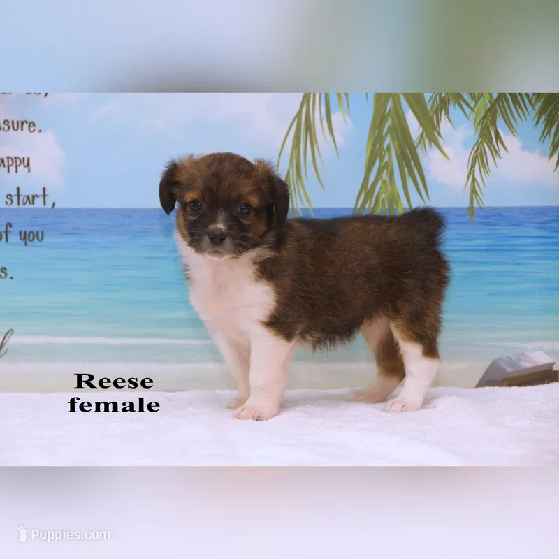 Reese – Shihpoo, Miniature Australian Shepherd puppy for sale in Clare, MI