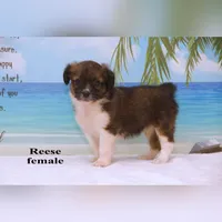 Reese, a female Shihpoo and Miniature Australian Shepherd for sale in Clare, MI – 1 of 5