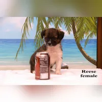 Reese, a female Shihpoo and Miniature Australian Shepherd for sale in Clare, MI – 4 of 5