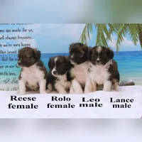Lance, a male Shihpoo and Miniature Australian Shepherd for sale in Clare, MI – 6 of 6