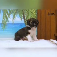 Leo, a male Shihpoo and Miniature Australian Shepherd for sale in Clare, MI – 2 of 5