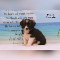 Rolo, a female Shihpoo and Miniature Australian Shepherd for sale in Clare, MI – 2 of 5