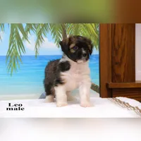 Leo, a male Shihpoo and Miniature Australian Shepherd for sale in Clare, MI – 3 of 5