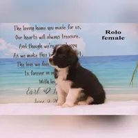 Rolo, a female Shihpoo and Miniature Australian Shepherd for sale in Clare, MI – 4 of 5
