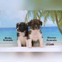Rolo, a female Shihpoo and Miniature Australian Shepherd for sale in Clare, MI – 5 of 5