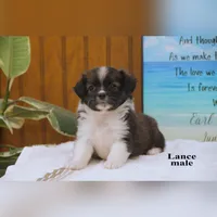 Lance, a male Shihpoo and Miniature Australian Shepherd for sale in Clare, MI – 3 of 6