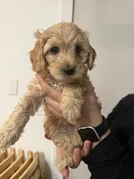 Jimbo , a male Poodle - Miniature  and Miniature Goldendoodle for sale in Vancouver, WA – 3 of 3
