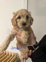 Jimbo , a male Poodle - Miniature  and Miniature Goldendoodle for sale in Vancouver, WA – 1 of 3