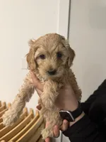 Jalapeño, a male Poodle - Miniature  and Miniature Goldendoodle for sale in Vancouver, WA – 3 of 3