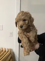 Jalapeño, a male Poodle - Miniature  and Miniature Goldendoodle for sale in Vancouver, WA – 2 of 3