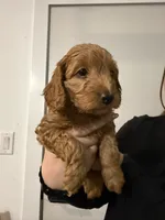 Jojo , a female Poodle - Miniature  and Miniature Goldendoodle for sale in Vancouver, WA – 3 of 3