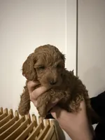 Jellybean , a female Poodle - Miniature  and Miniature Goldendoodle for sale in Vancouver, WA – 2 of 4