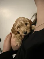 Joey, a male Poodle - Miniature  and Miniature Goldendoodle for sale in Vancouver, WA – 2 of 4