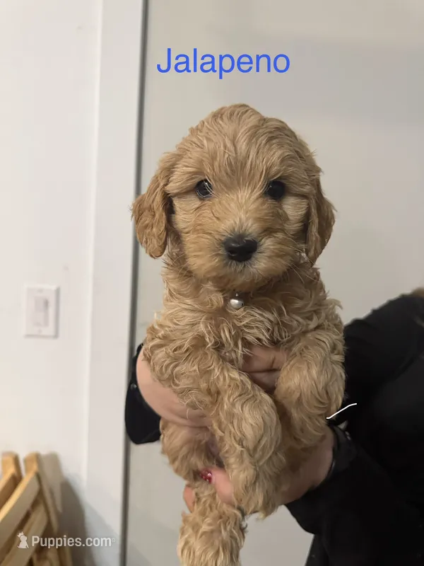 Jalapeño – Poodle - Miniature , Miniature Goldendoodle puppy for sale in Vancouver, WA