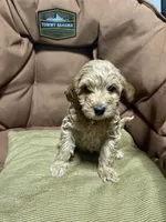 Joey, a male Poodle - Miniature  and Miniature Goldendoodle for sale in Vancouver, WA – 4 of 4