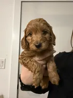 Jojo , a female Poodle - Miniature  and Miniature Goldendoodle for sale in Vancouver, WA – 2 of 3