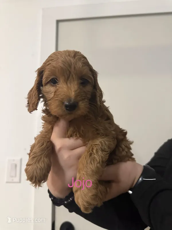 Jojo  – Poodle - Miniature , Miniature Goldendoodle puppy for sale in Vancouver, WA