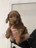 Jojo , a female Poodle - Miniature  and Miniature Goldendoodle for sale in Vancouver, WA – 1 of 3