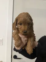 Jellybean , a female Poodle - Miniature  and Miniature Goldendoodle for sale in Vancouver, WA – 4 of 4