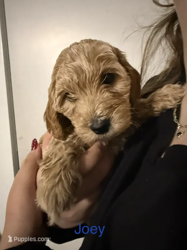 Joey – Poodle - Miniature , Miniature Goldendoodle puppy for sale in Vancouver, WA