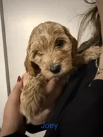 Joey, a male Poodle - Miniature  and Miniature Goldendoodle for sale in Vancouver, WA – 1 of 4