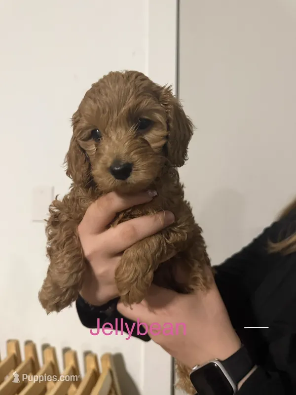 Jellybean  – Poodle - Miniature , Miniature Goldendoodle puppy for sale in Vancouver, WA