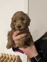 Jellybean , a female Poodle - Miniature  and Miniature Goldendoodle for sale in Vancouver, WA – 1 of 4