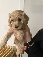 Jimbo , a male Poodle - Miniature  and Miniature Goldendoodle for sale in Vancouver, WA – 2 of 3