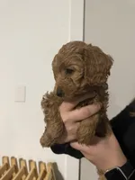 Jellybean , a female Poodle - Miniature  and Miniature Goldendoodle for sale in Vancouver, WA – 3 of 4