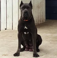 Grey male 2, a male Cane Corso for sale in San Antonio, TX – Photo 5 of 7