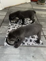 Grey male 2, a male Cane Corso for sale in San Antonio, TX – Photo 2 of 7