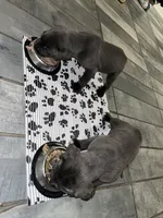 Grey male 2, a male Cane Corso for sale in San Antonio, TX – Photo 3 of 7