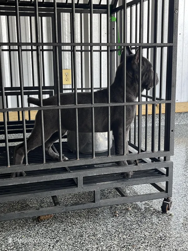 Female  – Cane Corso puppy for sale in San Antonio, TX