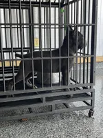 Female , a female Cane Corso for sale in San Antonio, TX – Photo 1 of 6