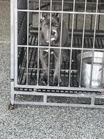 Female , a female Cane Corso for sale in San Antonio, TX – Photo 2 of 6