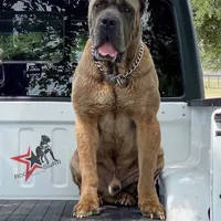 Puppy 2 , a female Cane Corso for sale in San Antonio, TX – Photo 2 of 7