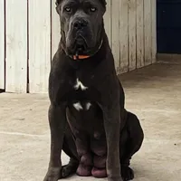 Puppy 2 , a female Cane Corso for sale in San Antonio, TX – Photo 4 of 7