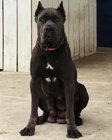 Puppy 2 , a female Cane Corso for sale in San Antonio, TX – Photo 5 of 5