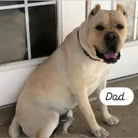 Puppy 2 , a female Cane Corso for sale in San Antonio, TX – Photo 1 of 7