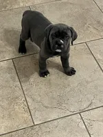 Puppy 2 , a female Cane Corso for sale in San Antonio, TX – Photo 5 of 7