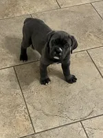 Puppy 2 , a female Cane Corso for sale in San Antonio, TX – Photo 6 of 7