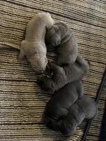 Puppy 2 , a female Cane Corso for sale in San Antonio, TX – Photo 1 of 5