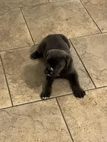 Puppy 2 , a female Cane Corso for sale in San Antonio, TX – Photo 7 of 7
