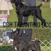 Puppy 2 , a female Cane Corso for sale in San Antonio, TX – Photo 3 of 7