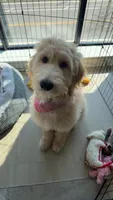Willow, a female Goldendoodle for sale in Nashville, TN – Photo 2 of 4