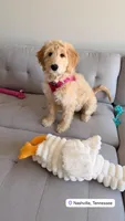 Willow, a female Goldendoodle for sale in Nashville, TN – Photo 3 of 4