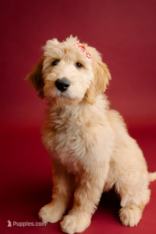 Willow – Goldendoodle puppy for sale in Nashville, TN