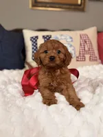 Mila, a female Cavapoo for sale in San Antonio, TX – 4 of 8