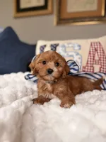 Moose, a male Cavapoo for sale in San Antonio, TX – 5 of 6