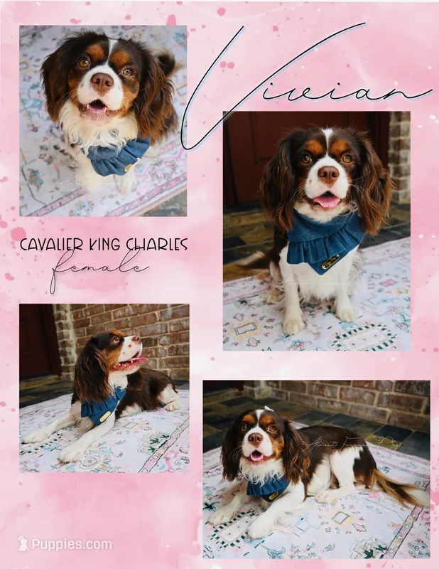 Vivian – Cavalier King Charles Spaniel puppy for sale in San Antonio, TX